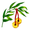 dragons gate bonus choice branch symbol