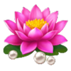 dragons gate bonus choice lotus symbol