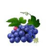 multi hot 5 super wilds grape symbol