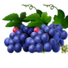 multi hot wild ways grapes symbol