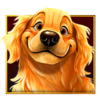 pragmatic play golden retriever wild symbol